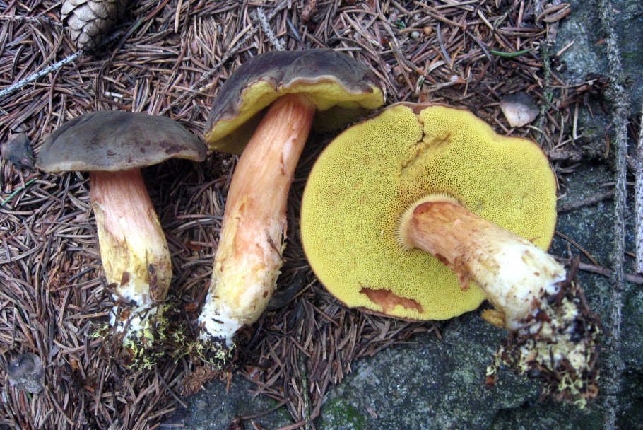 Моховик тупоспоровый