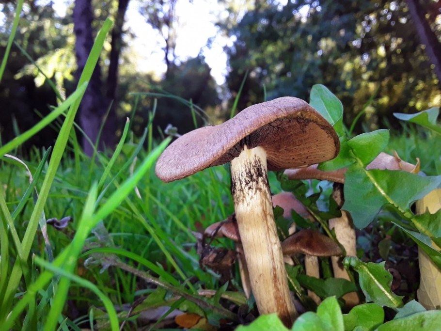 Гриб Псатирелла бархатистая съедобные