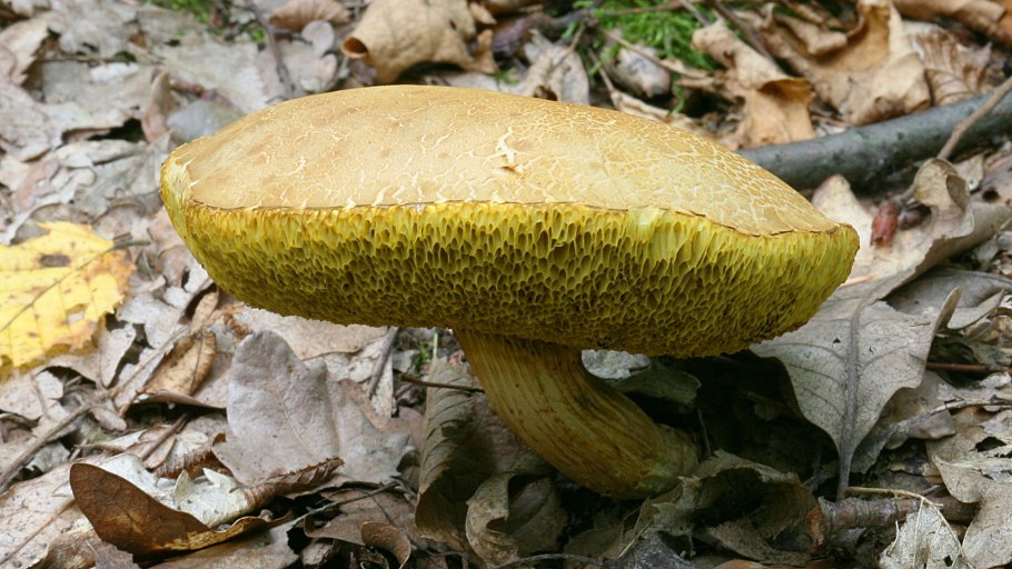 Обабок и моховик