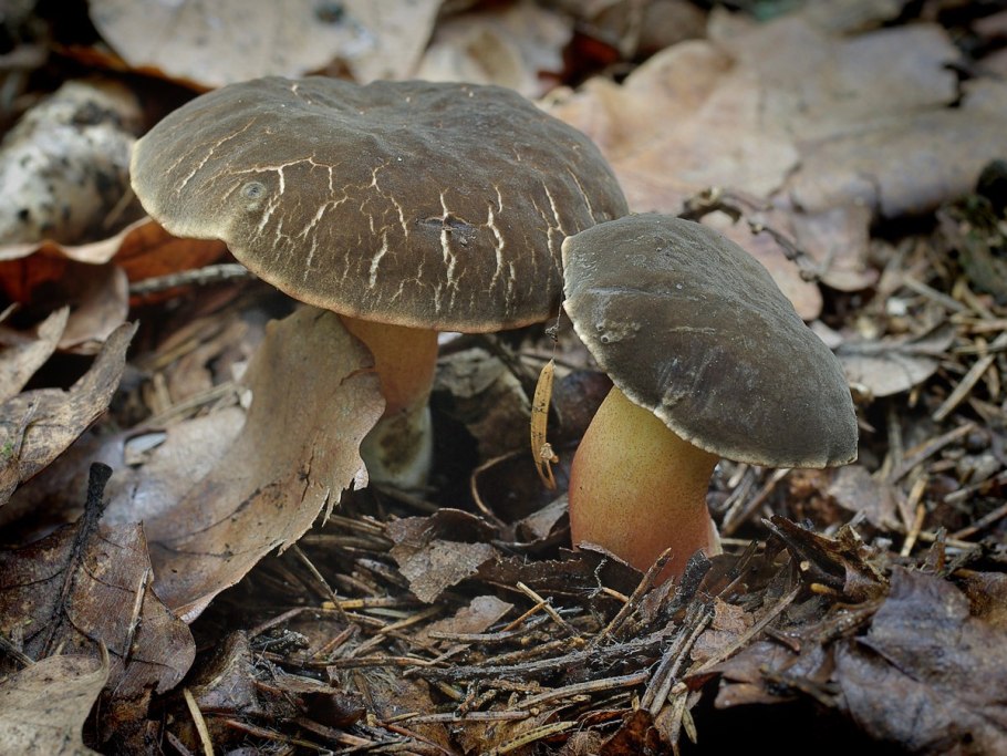 Моховик бархатный гриб