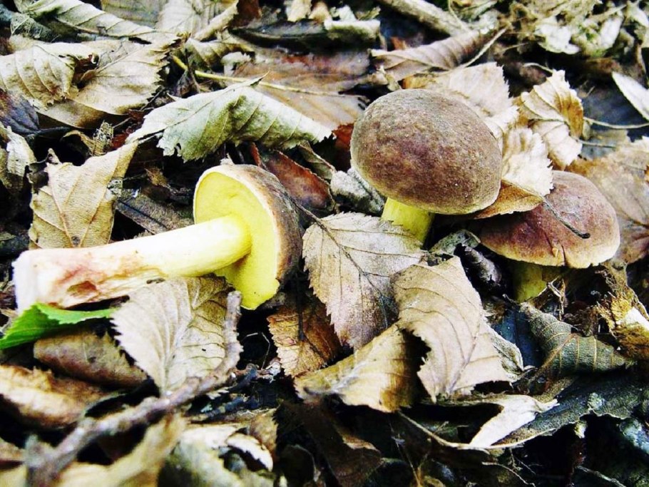 Моховик бархатный