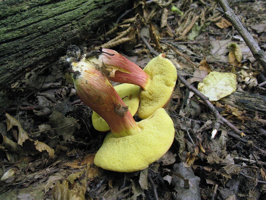 Моховик красный Xerocomus rubellus