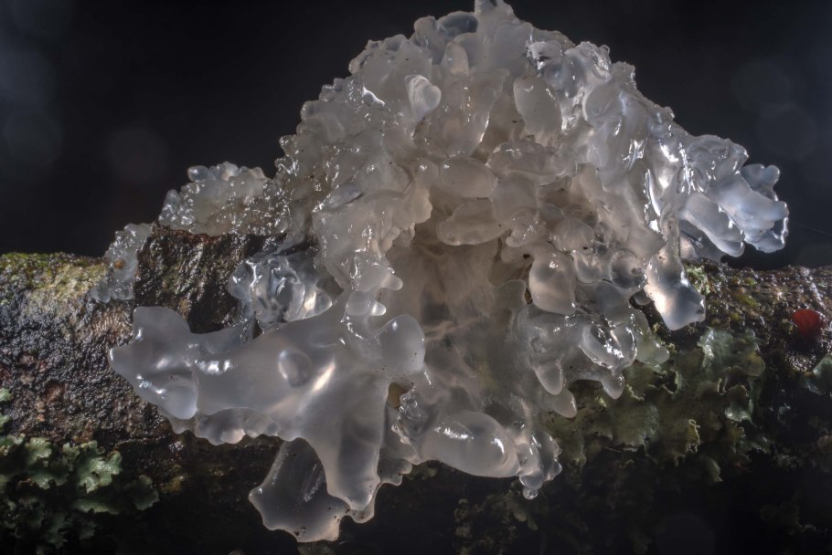 Корейские грибы гребешки