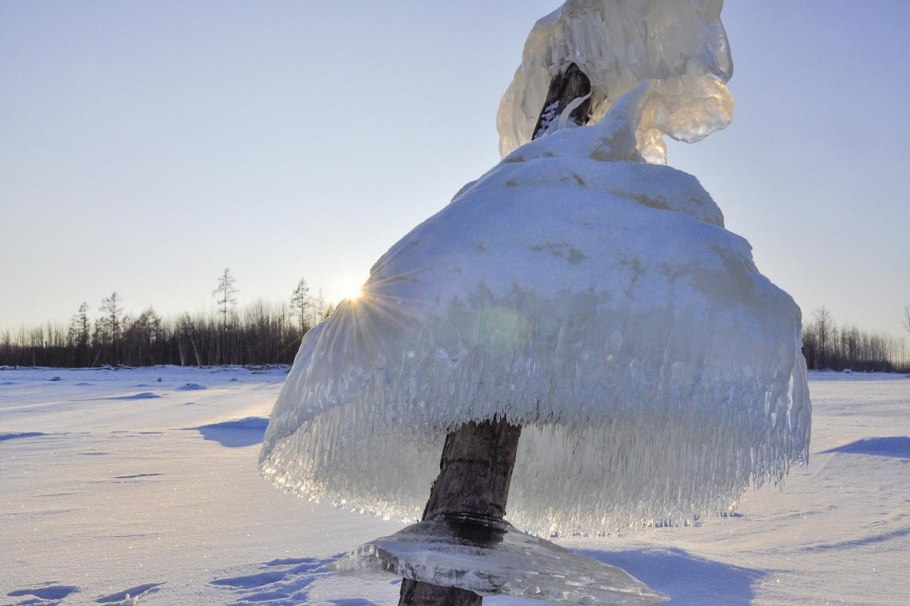 Гриб коралловый Архыз