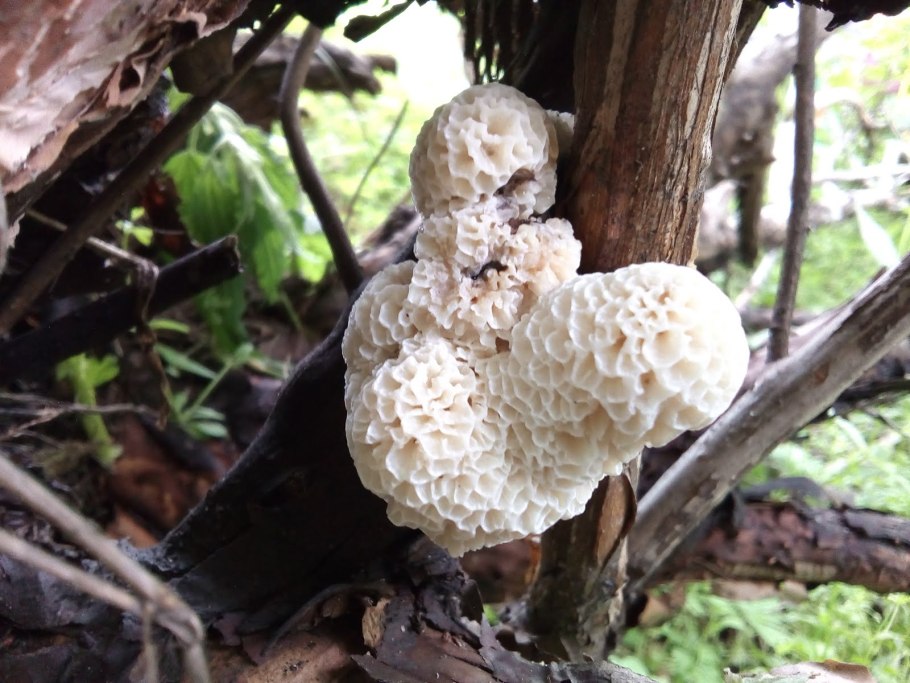 Ледяные волосы гриб