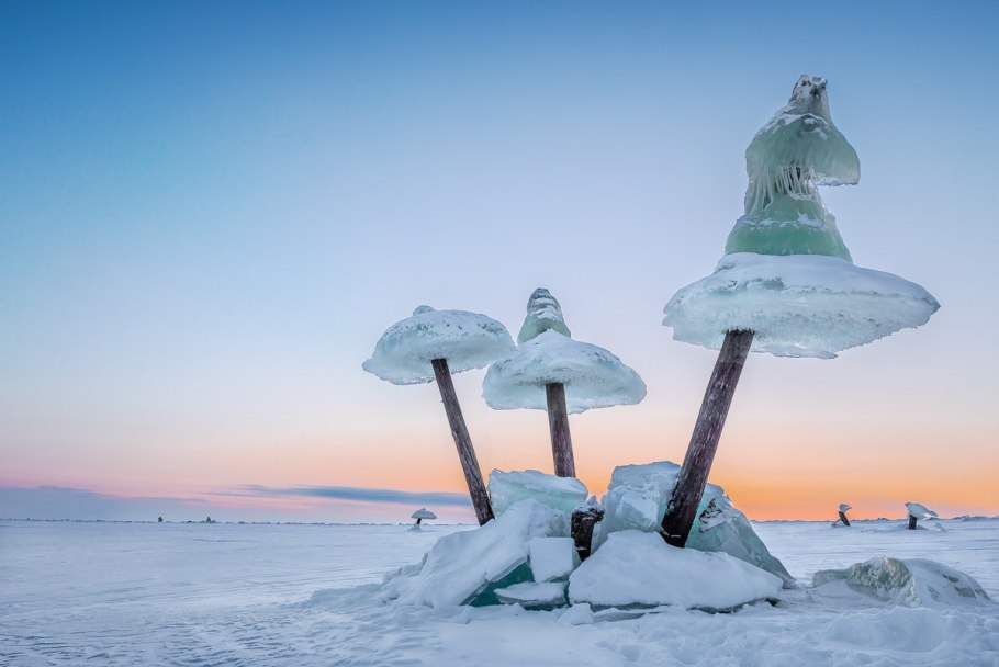 Псевдоежовик студенистый