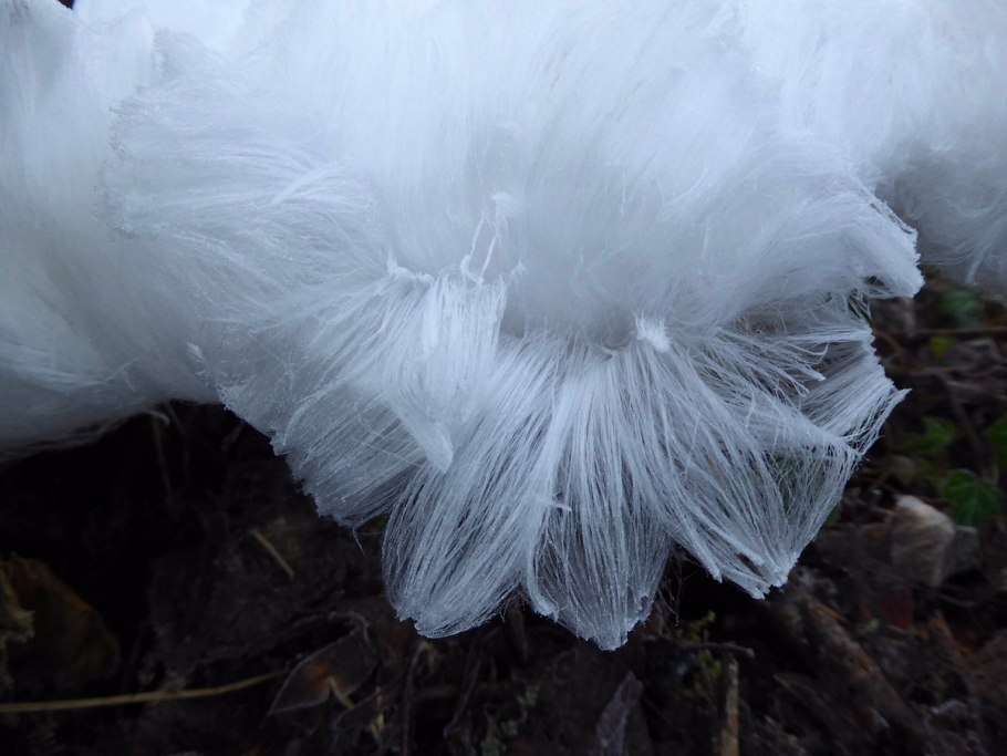 Грибы из льда