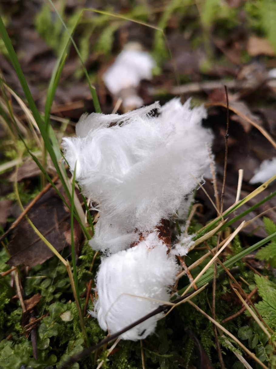 Ледяные грибы природное явление