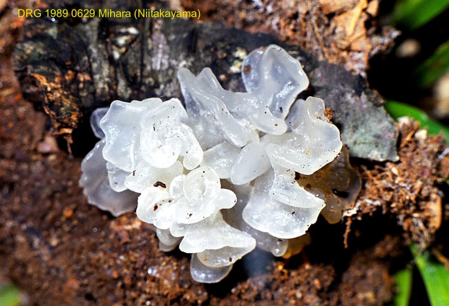 Tremella fuciformis
