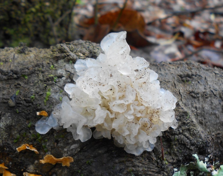 Tremella fuciformis