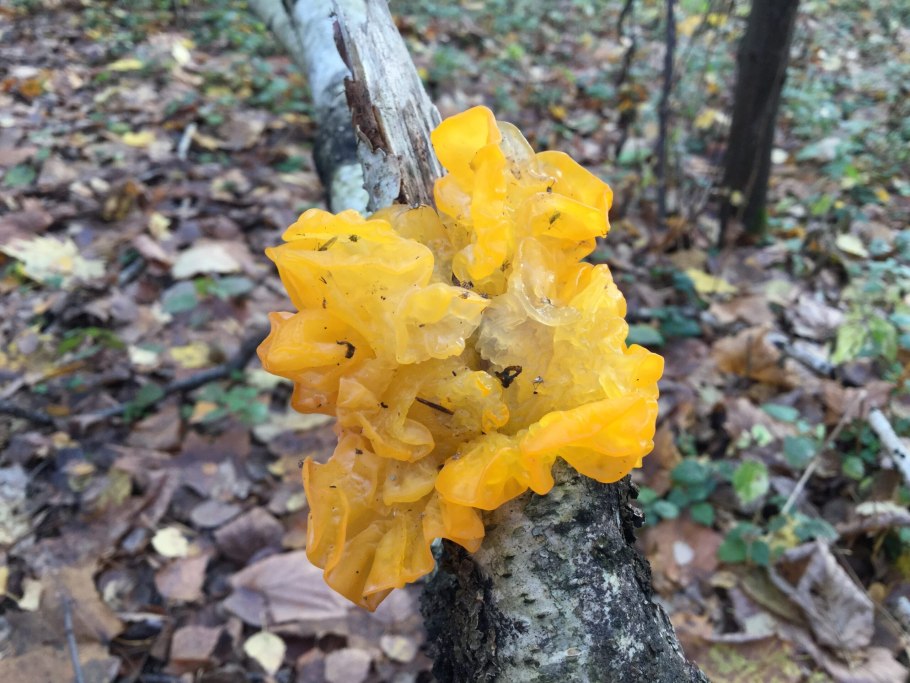 Дрожалка оранжевая tremella mesenterica