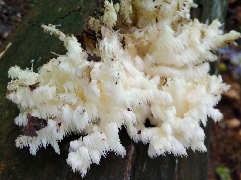 Tremella fuciformis в косметике