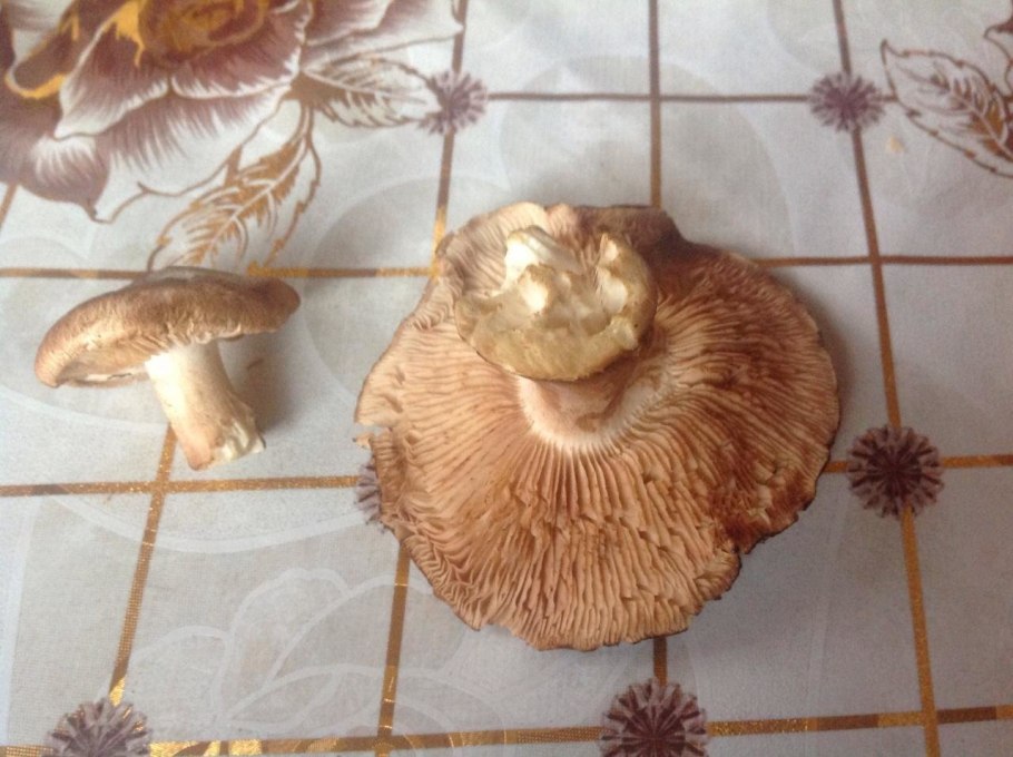 Энциклопедия грибов рядовки