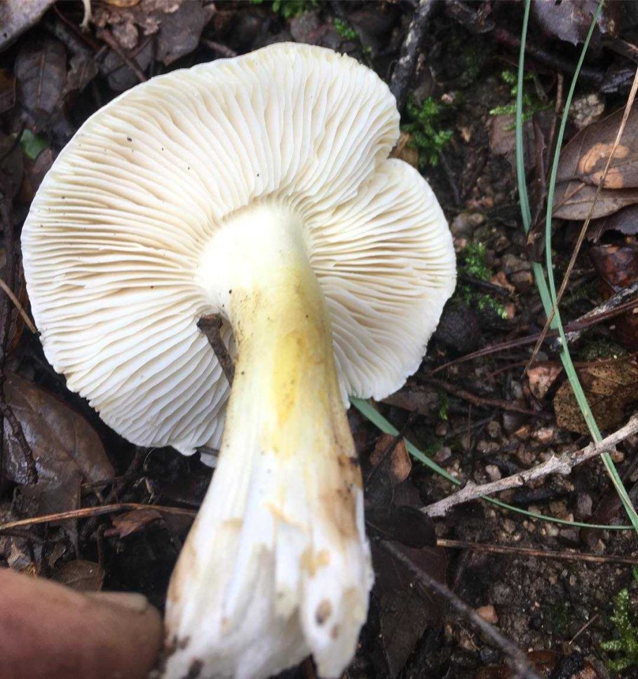 Рядовка желто-красная Tricholomopsis rutilans съедобная