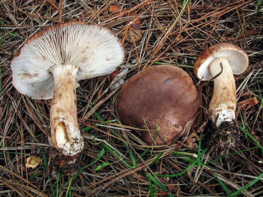 Рядовка коричневая Tricholoma imbricatum