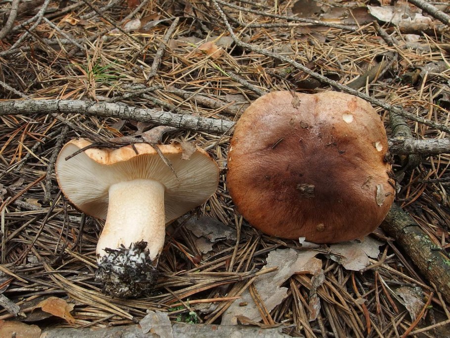 Tricholoma albobrunneum