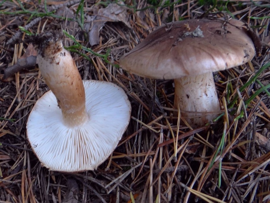 Рядовка погубленная Tricholoma pessundatum