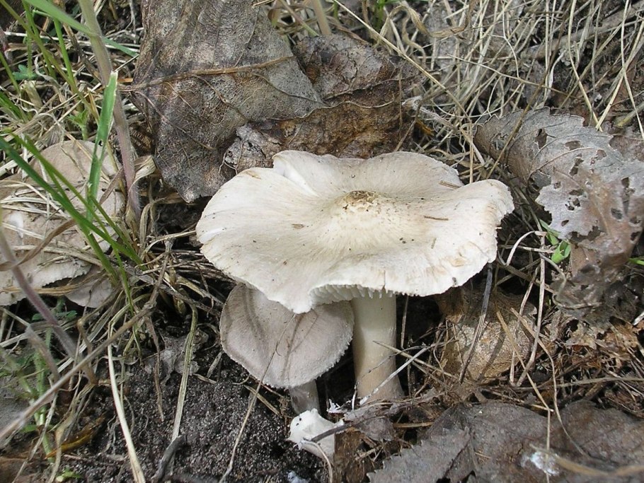 Крымские грибы рядовки