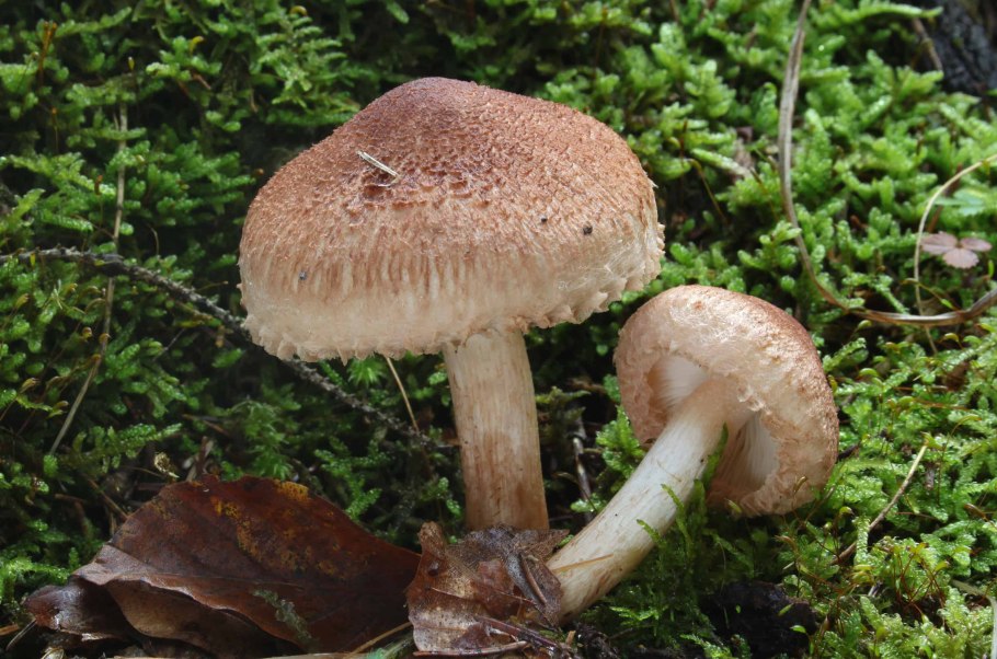 Tricholoma albobrunneum