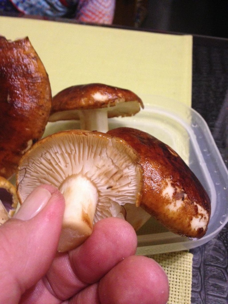 Рядовка-исполин, рядовка-колосс (Tricholoma Colossus)