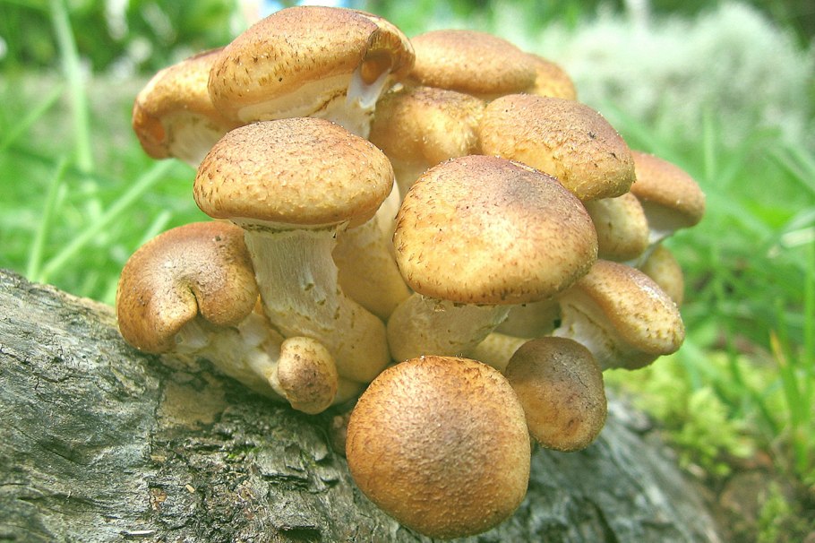 Грибы опята