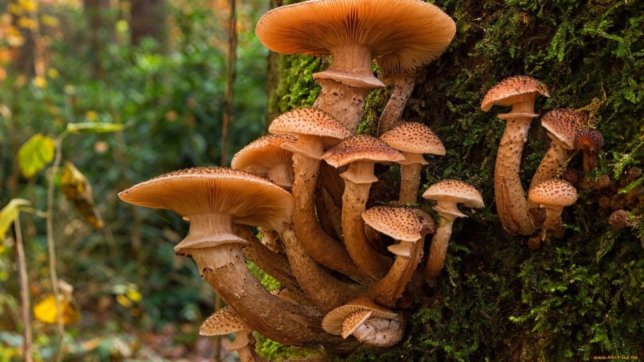 Гриб Armillaria ostoyae