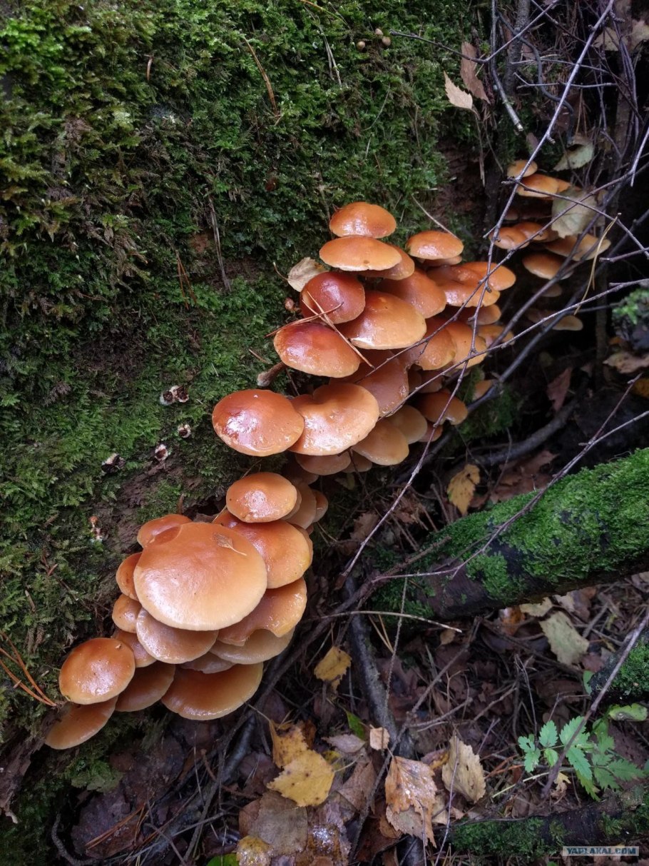 Летний опенок Kuehneromyces mutabilis