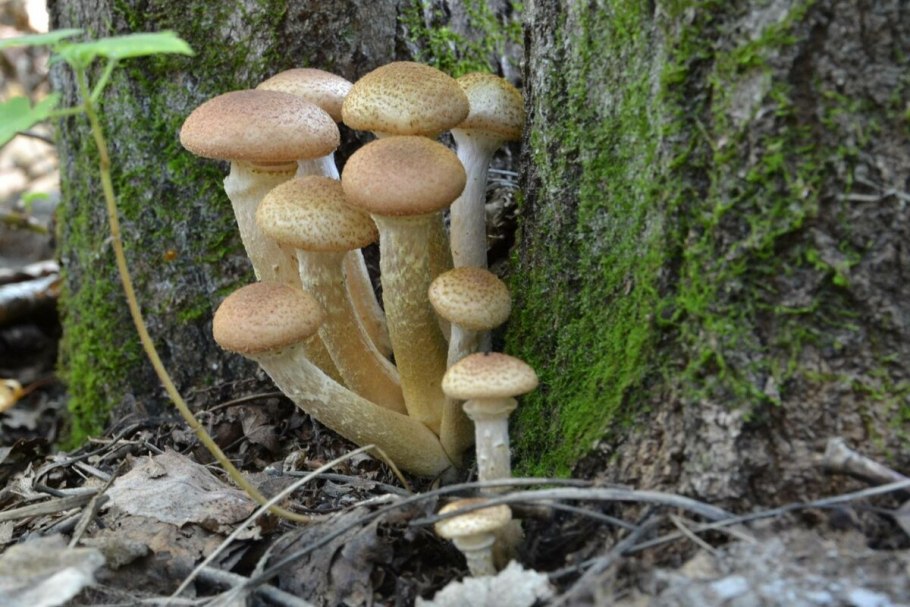 Опенок осенний (Armillariella mellea)