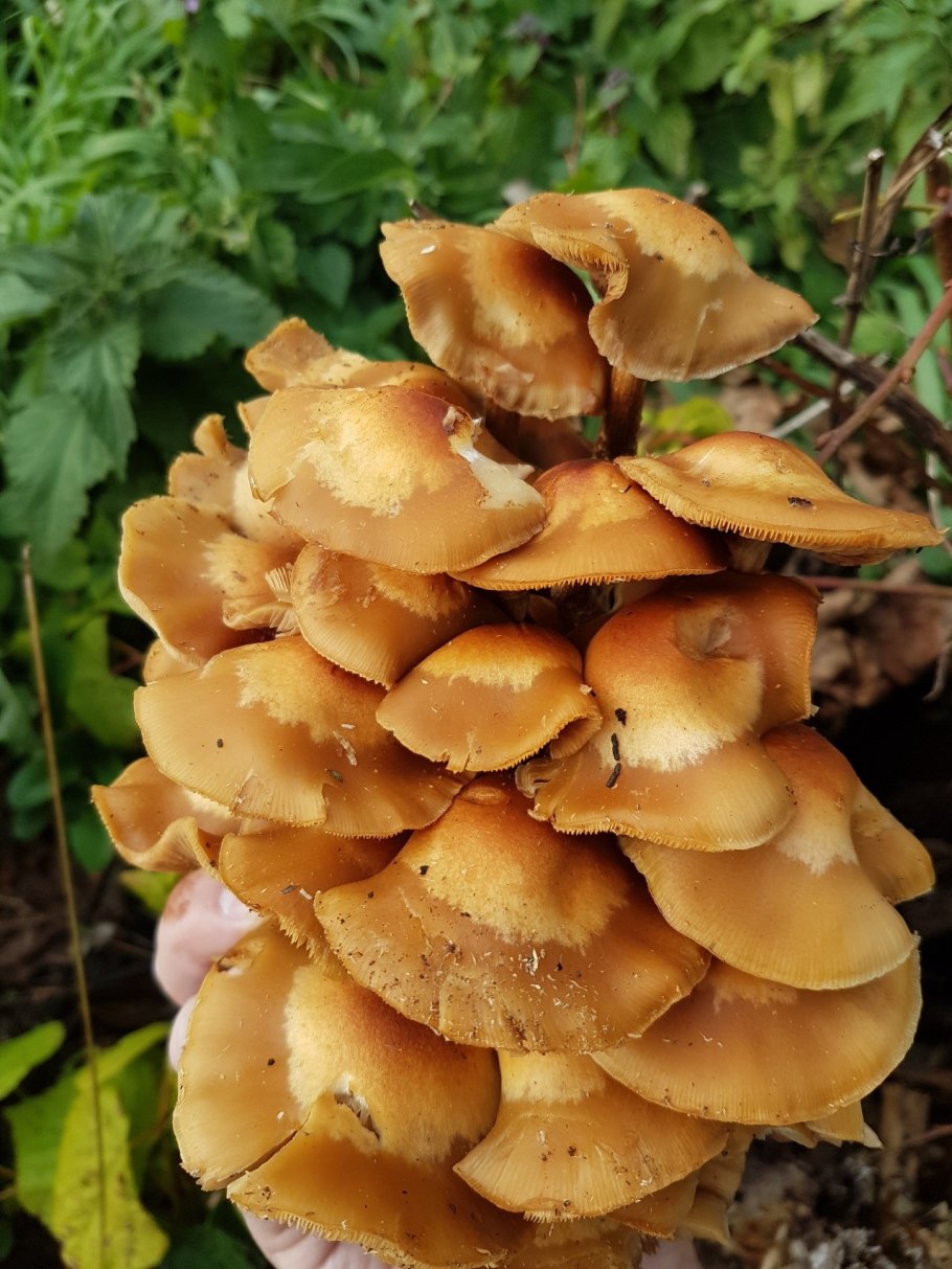 Опенок летний (kuehnerоmyces mutаbilis).