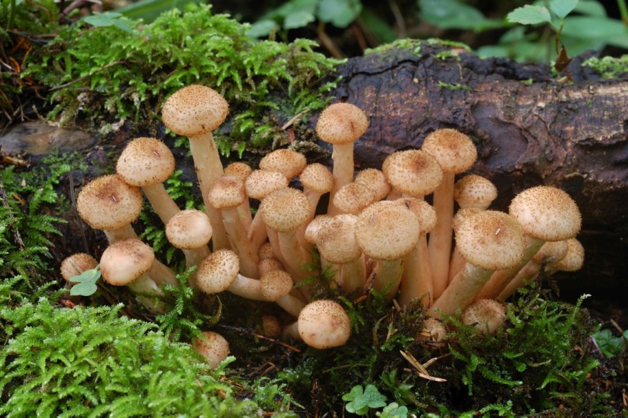 Опёнок осенний (Armillaria mellea)