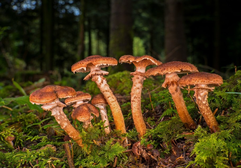 Armillaria mellea