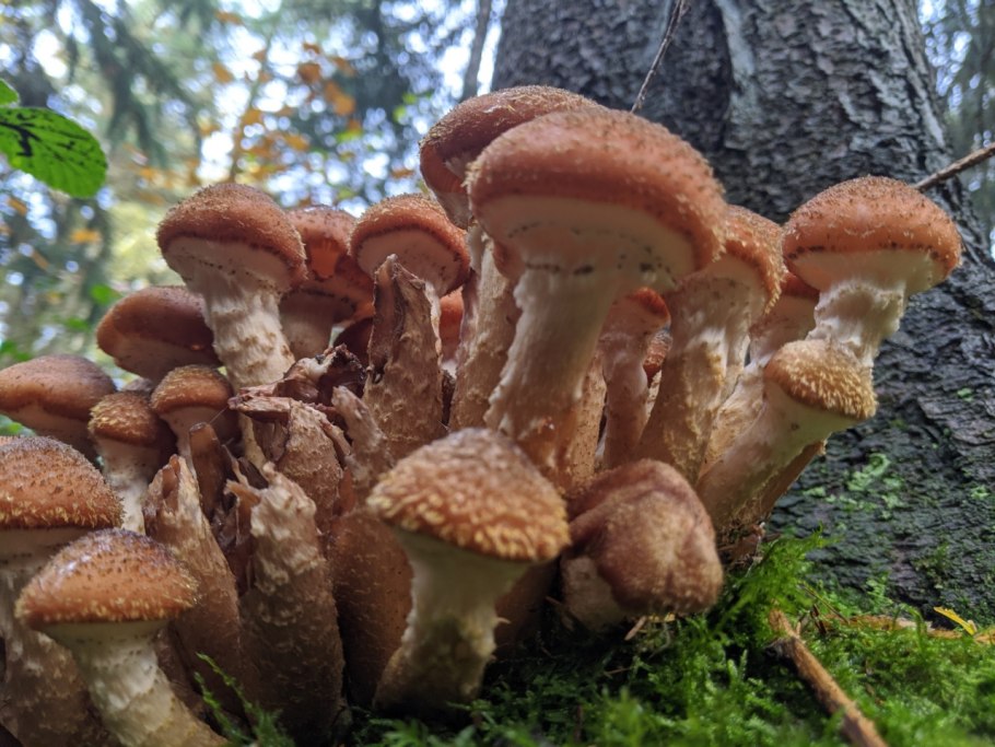Грибница опенка темного Armillaria ostoyae
