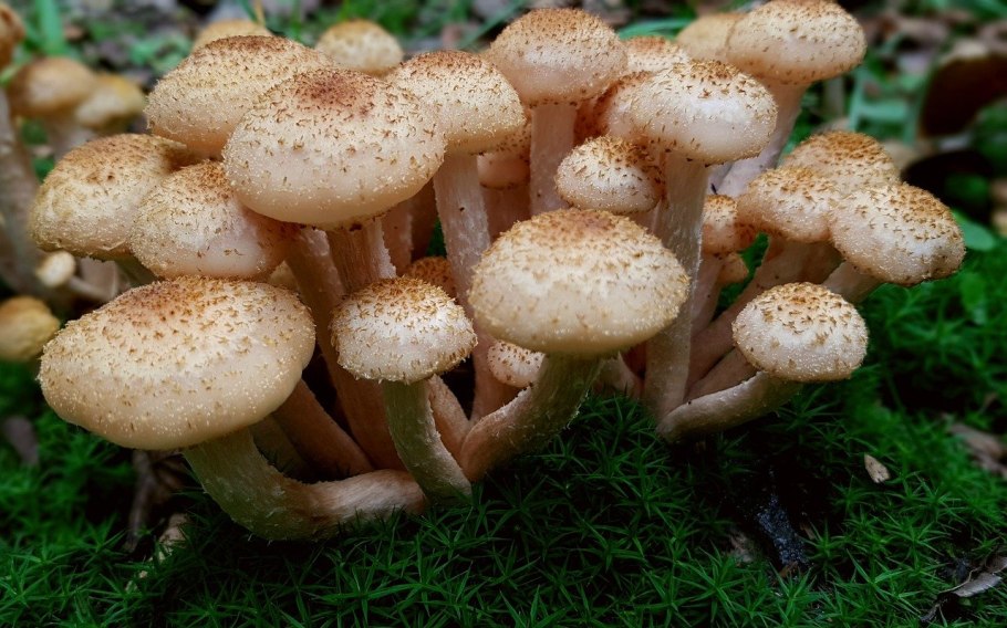 Опёнок осенний (Armillaria mellea)