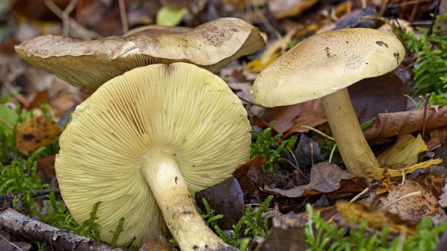 Рядовка жёлто бурая съедобная