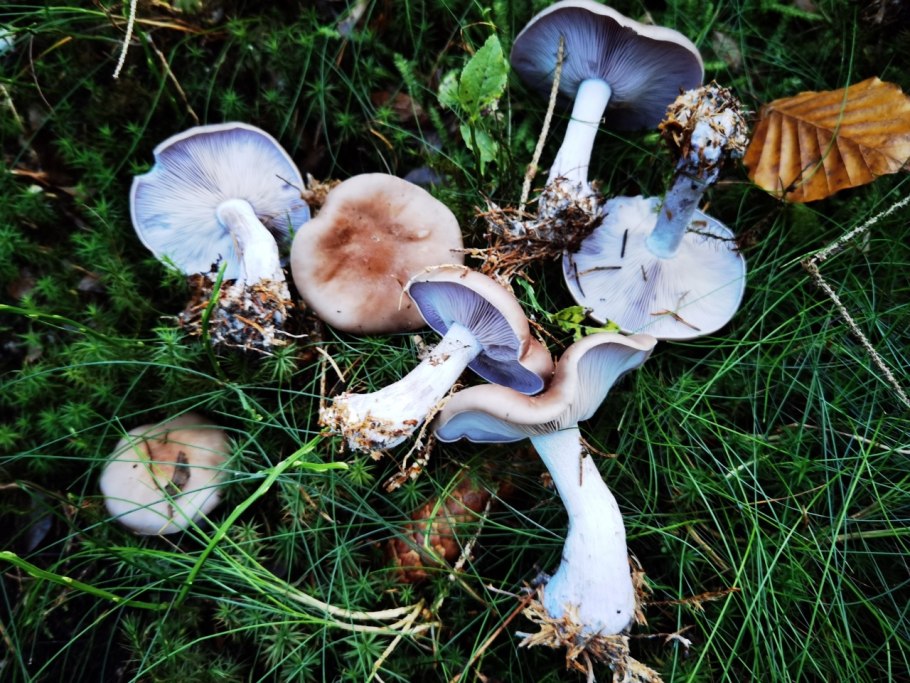 Гриб рядовка в Ленинградской области