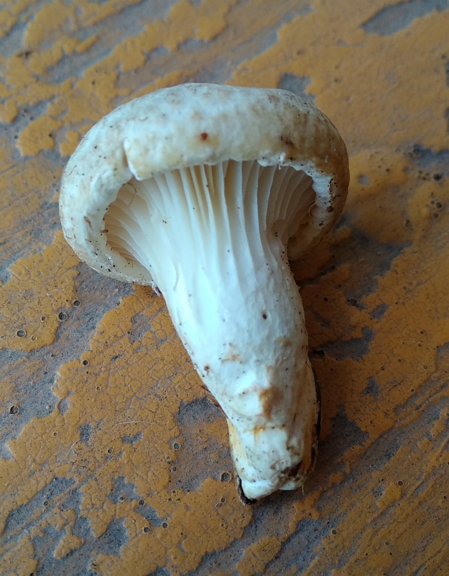 Рядовка Голубиная (лат. Tricholoma columbetta)