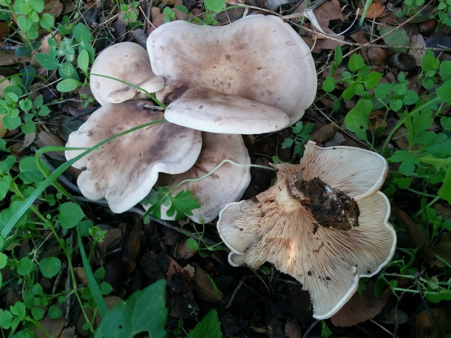 Рядовка скученная Lyophyllum decastes