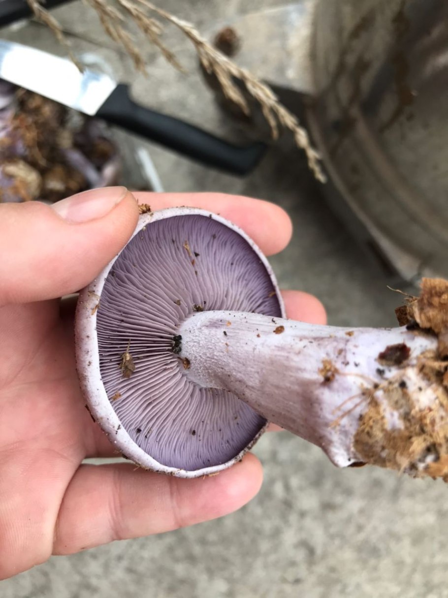 Определитель грибов рядовка