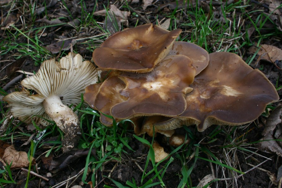 Рядовка серая Tricholoma portentosum.