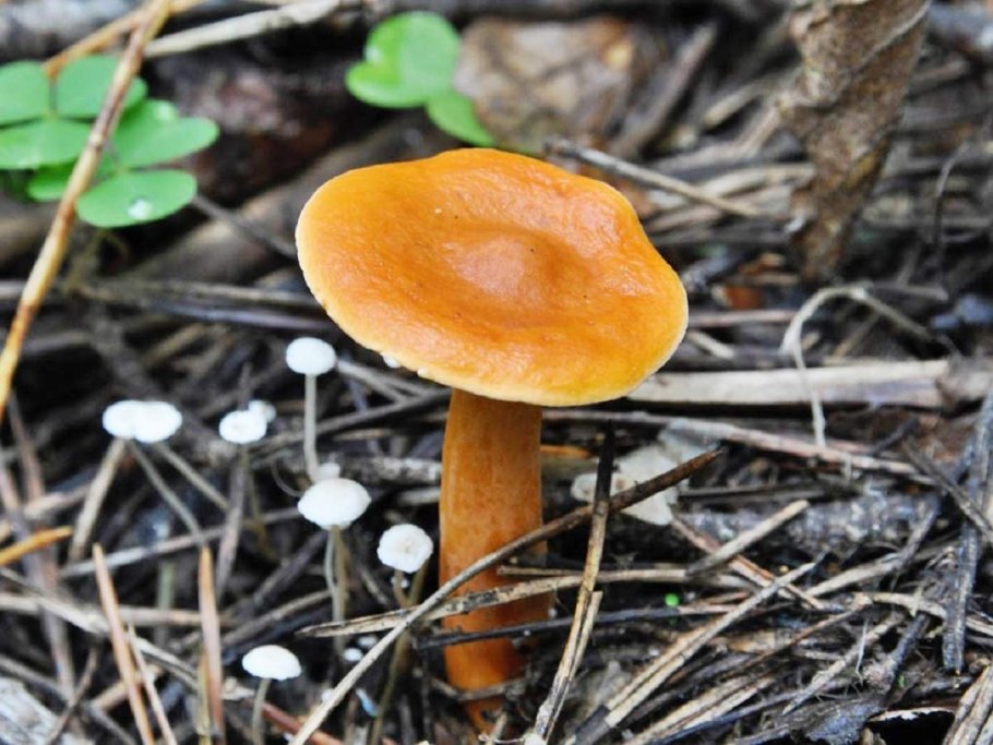 Млечник неедкий Lactarius aurantiacus