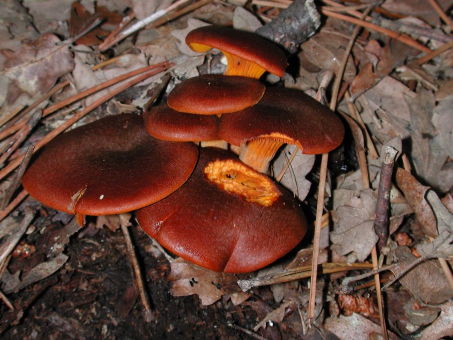 Cystoderma cinnabarinum