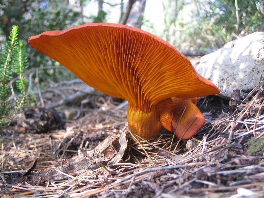 Orange Peel fungus гриб