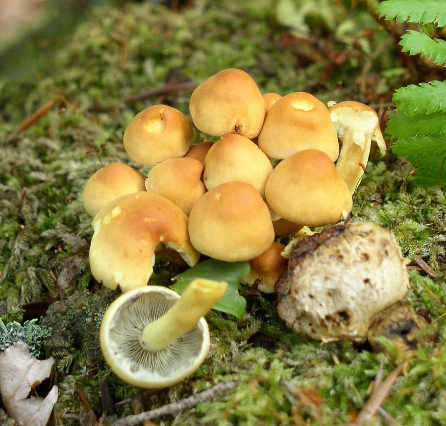 Опёнок толстоногий (Armillaria lutea)