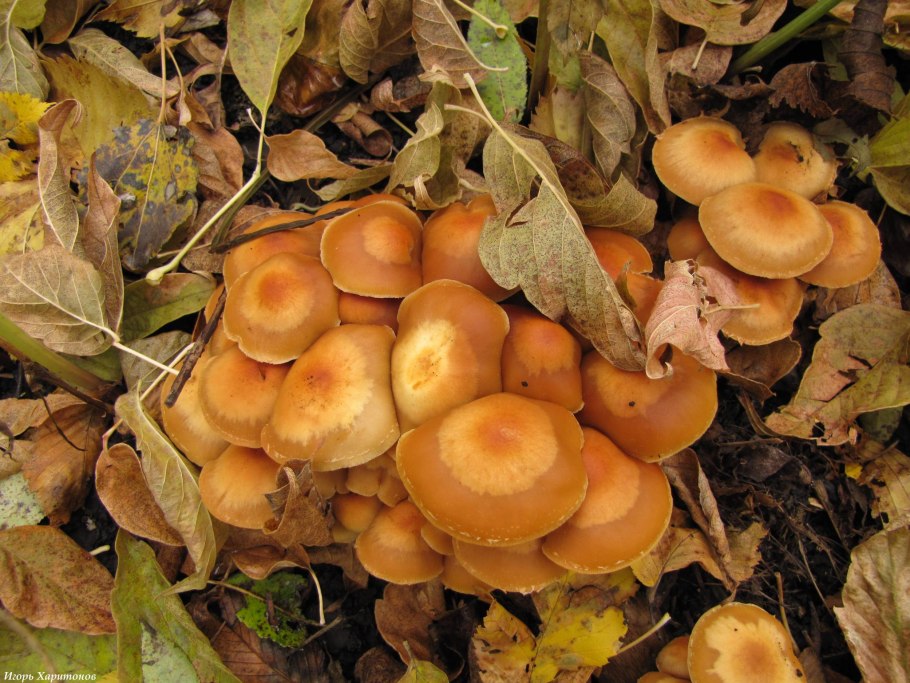 Опёнок осенний медовый (Armillaria mellea)