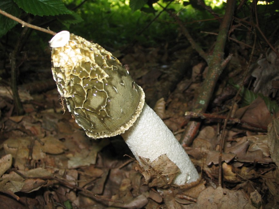 Грибы phallus impudicus