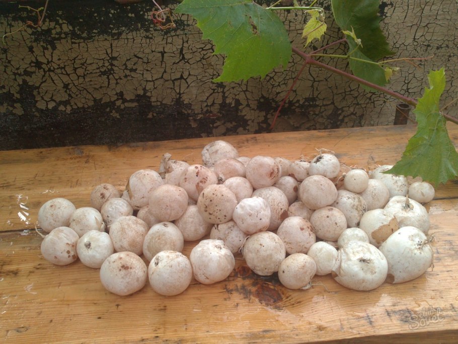 Фаллус импудикус гриб