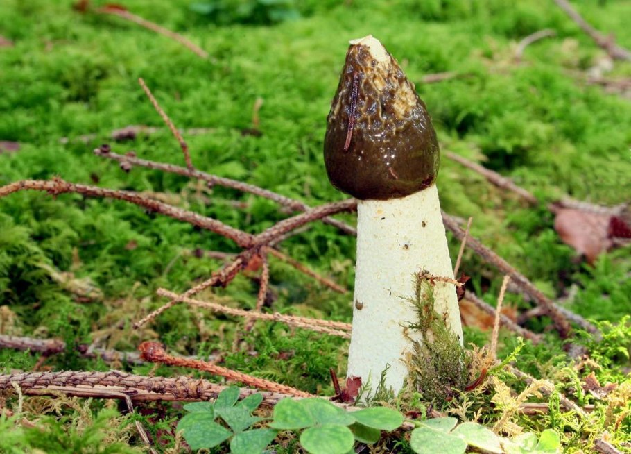 Гриб Веселка обыкновенная