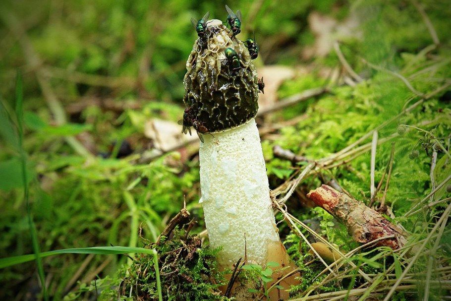 Весёлка сморчок