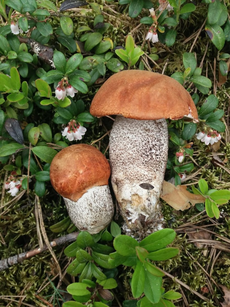 Гриб Стробилюрус съедобный