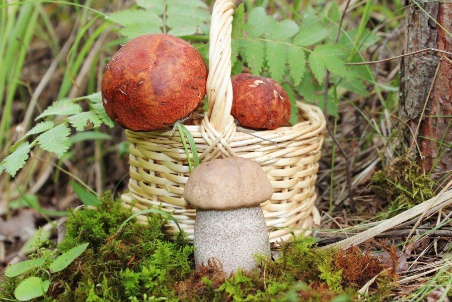 Обычные грибов в России